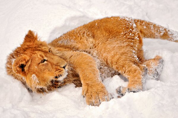 A red-haired predator plays in the snow