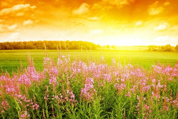 Natureza rural em meio ao pôr do sol