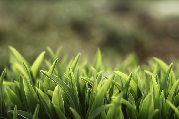 Folhas verdes em Macro com fundo desfocado