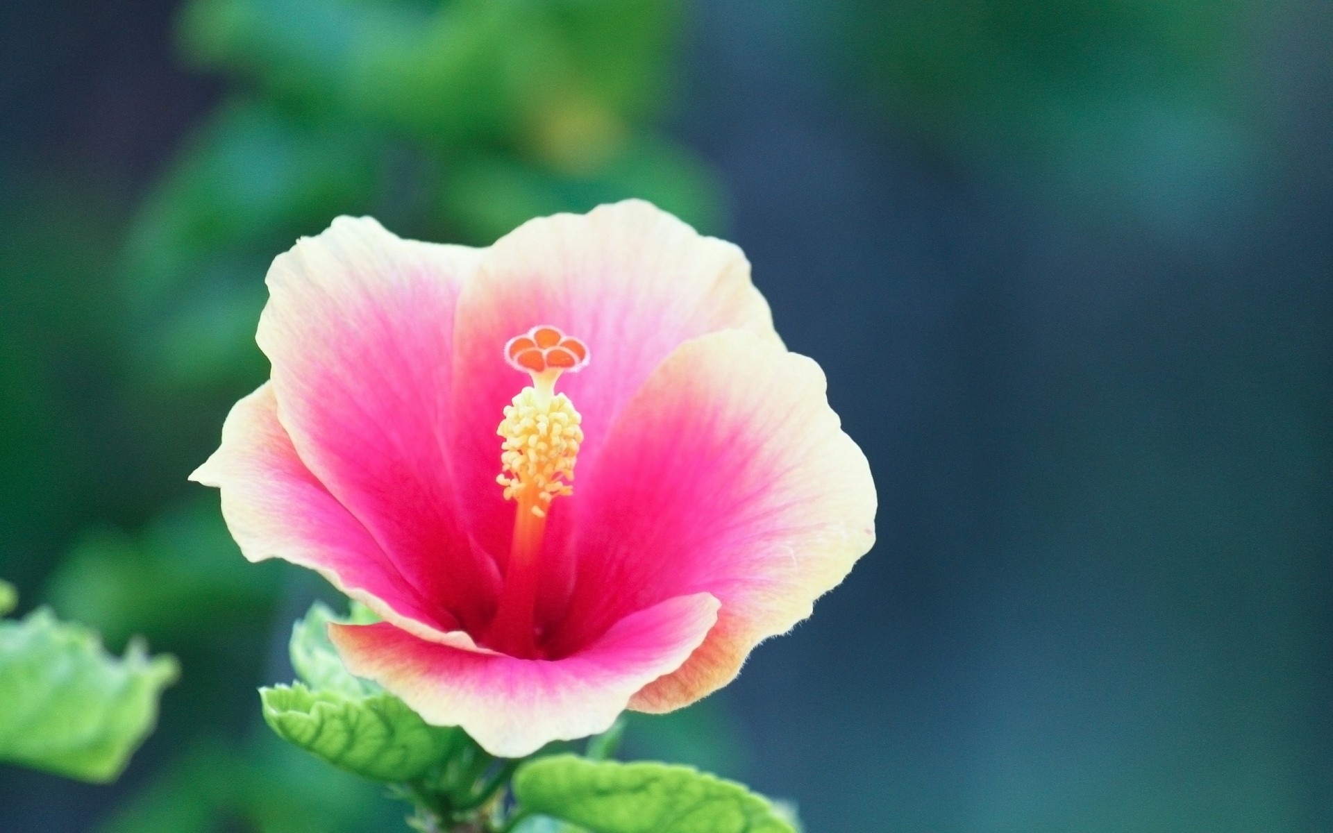 blumen natur blume blatt sommer flora im freien tropisch hell hibiskus unschärfe blütenblatt wachstum pollen zart rosa makro