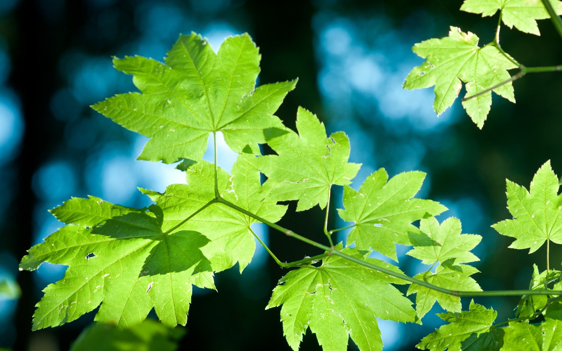 paisagens folha natureza crescimento ao ar livre brilhante outono exuberante flora verão ambiente bom tempo folhas verde