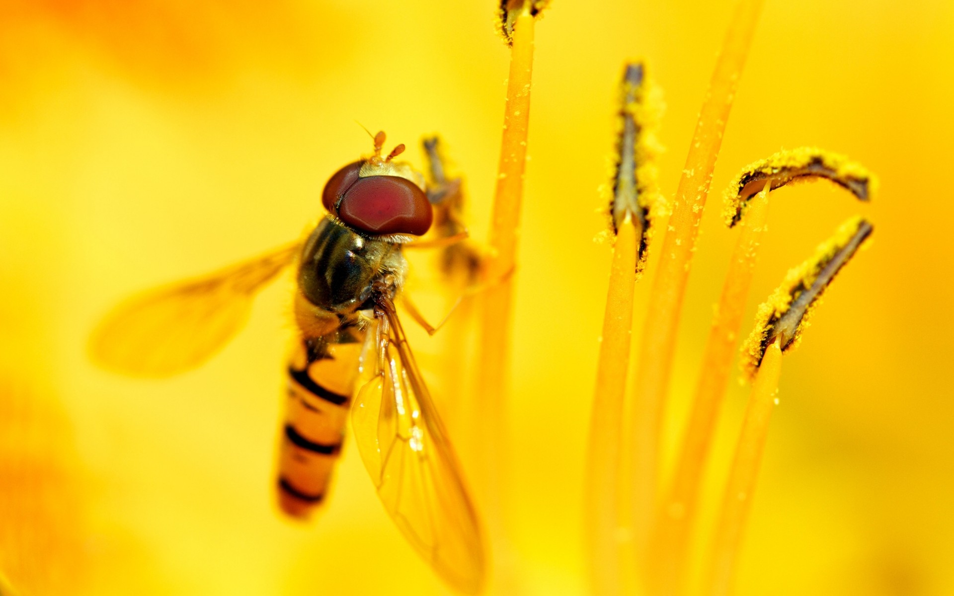 insekten insekt natur fliegen biene blume sommer wirbellose käfer tierwelt im freien tier pollen makro gelb