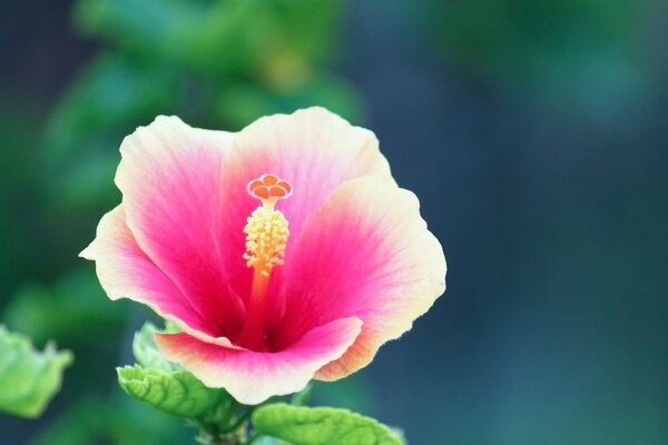 Fiore rosa a cinque petali con foglie verdi e pistillo giallo