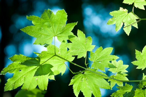 Imagen macro de los líticos en la naturaleza