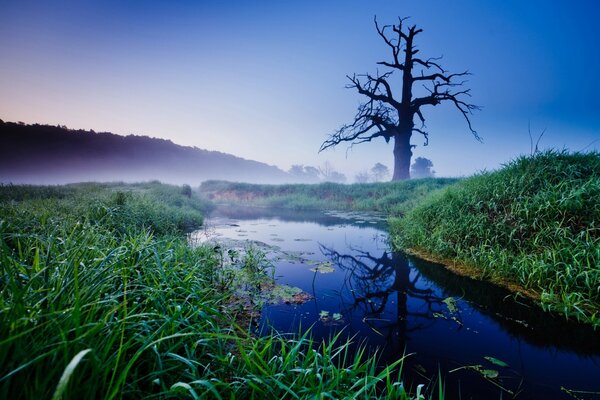 A gloomy bare tree at the edge of the forest