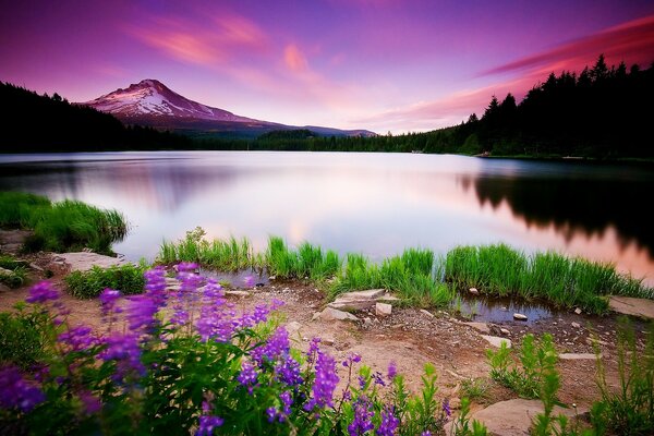 Landscape Lake mountains flowers