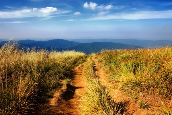 A long road overgrown with grass