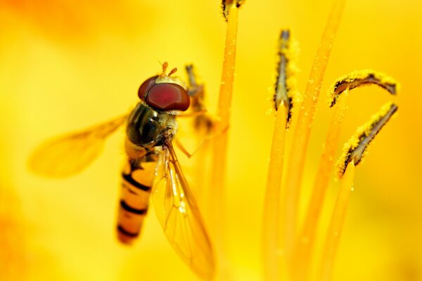 Insekten-Biene fliegt auf Blume