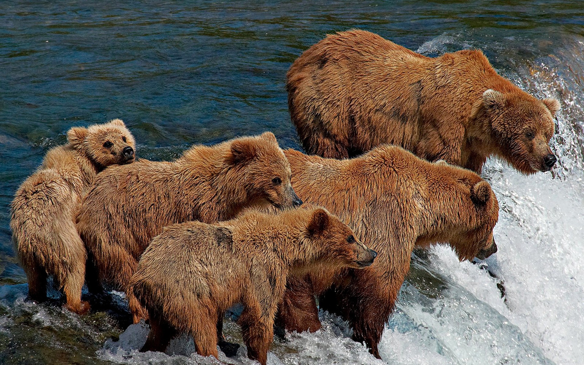 animali mammifero fauna selvatica grizzly animale natura predatore acqua selvaggio pelliccia all aperto mangiatore di carne orso pesca