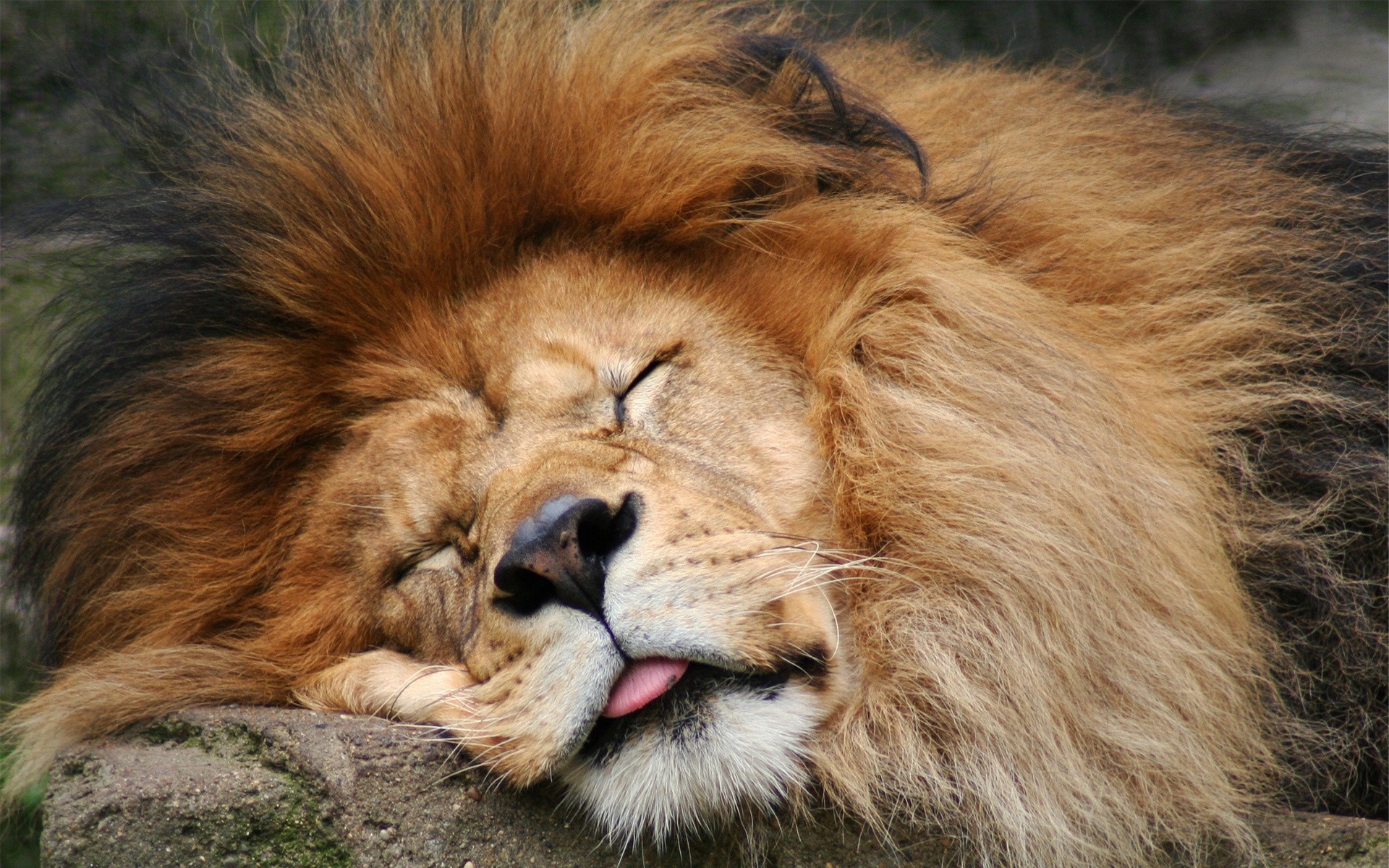 animales mamífero gato vida silvestre animal león retrato piel zoológico depredador salvaje ojo mane cazador pelo selva