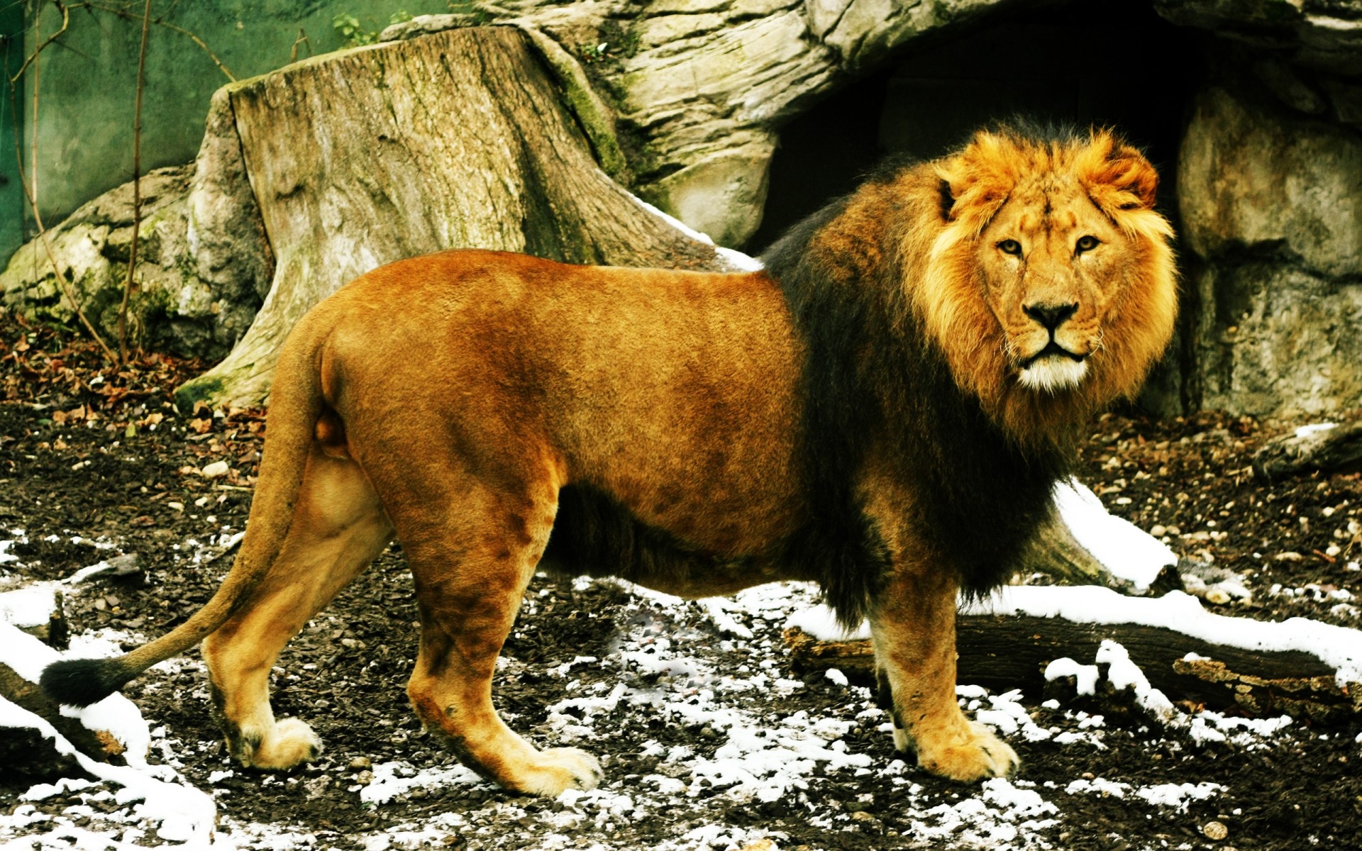 animaux mammifère faune chat prédateur sauvage lion animal nature mangeur de viande fourrure danger zoo chasseur portrait grand