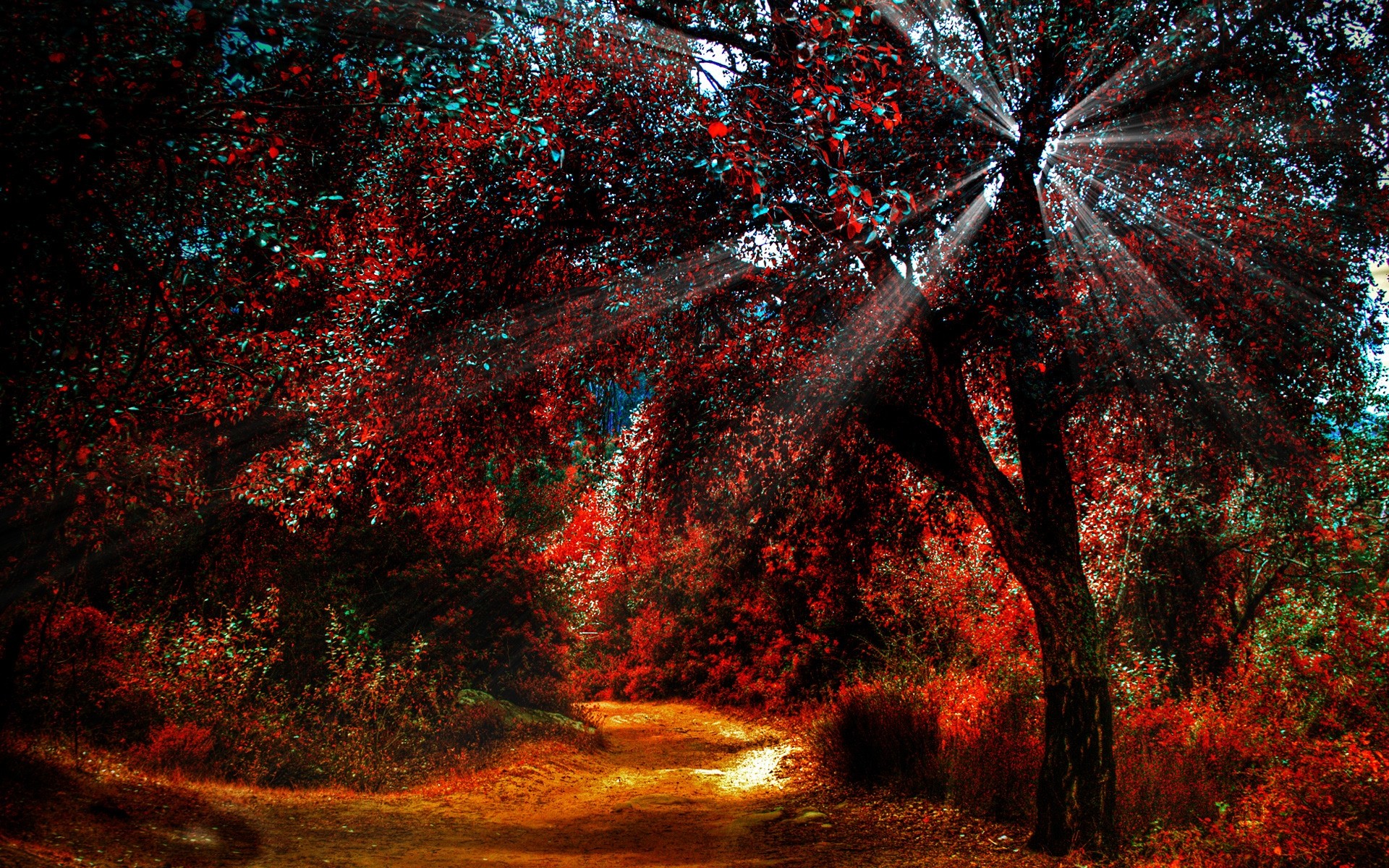 otoño árbol otoño hoja paisaje naturaleza escritorio temporada árboles camino bosque vista