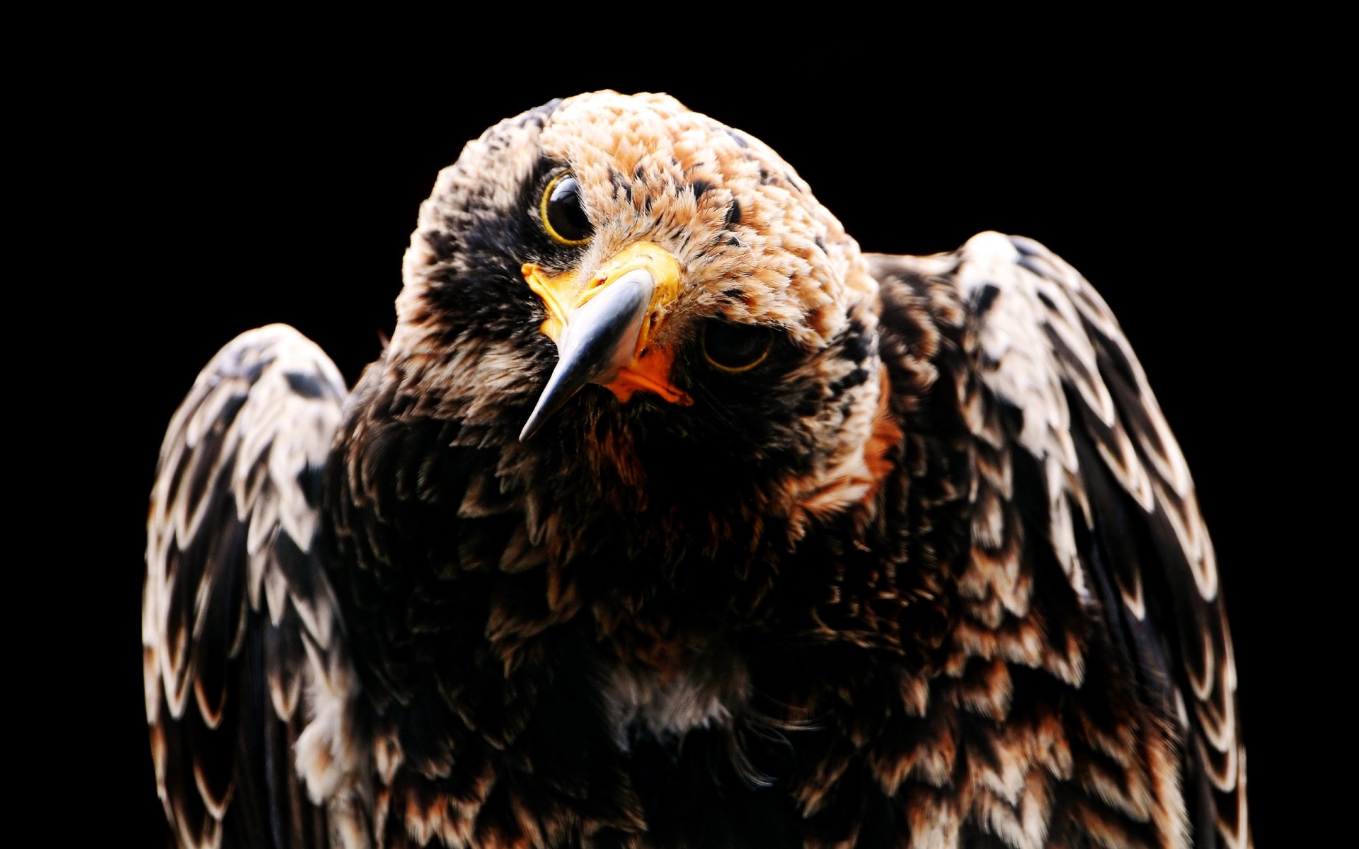 aves de presa águila raptor pájaro presa halcón vida silvestre cetrería halcón majestuoso pluma águila calva depredador pico animal retrato calvo depredador ojo vuelo salvaje foto animales