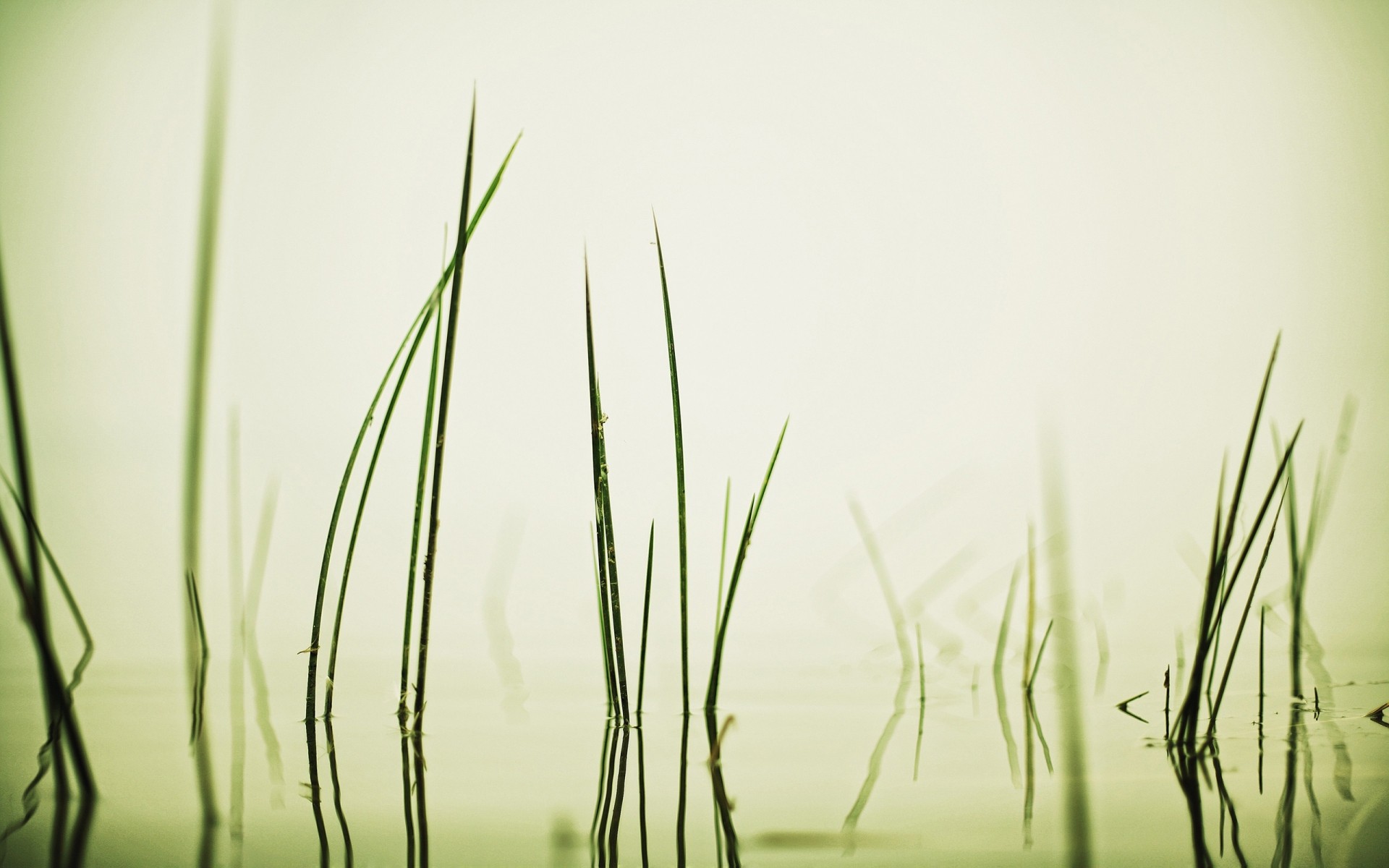 plants grass nature flora growth leaf summer blur field sun garden dawn lawn green plant water