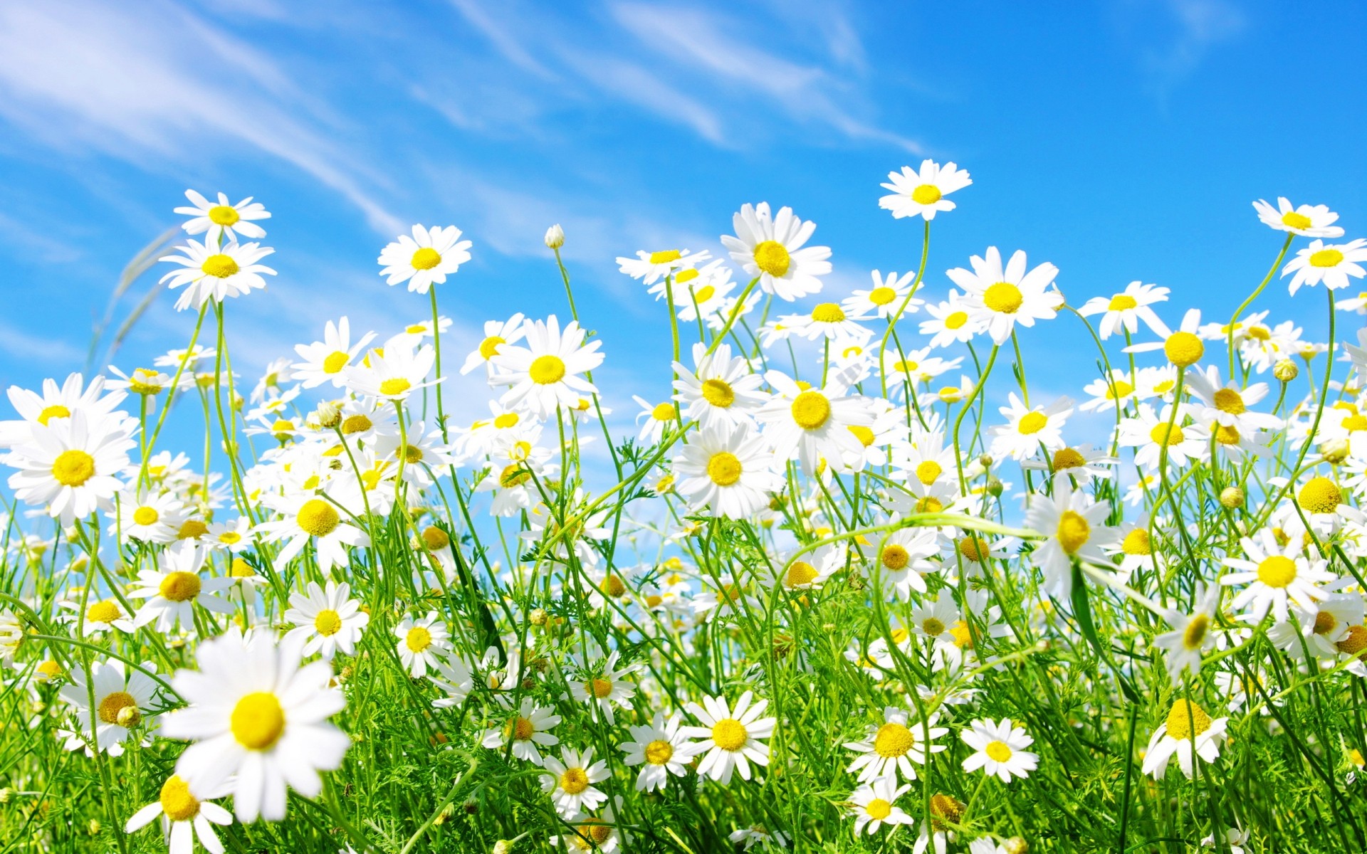 flowers field flower hayfield summer nature flora chamomile growth grass fair weather petal sunny rural sun season floral blooming outdoors bright landscape scenery