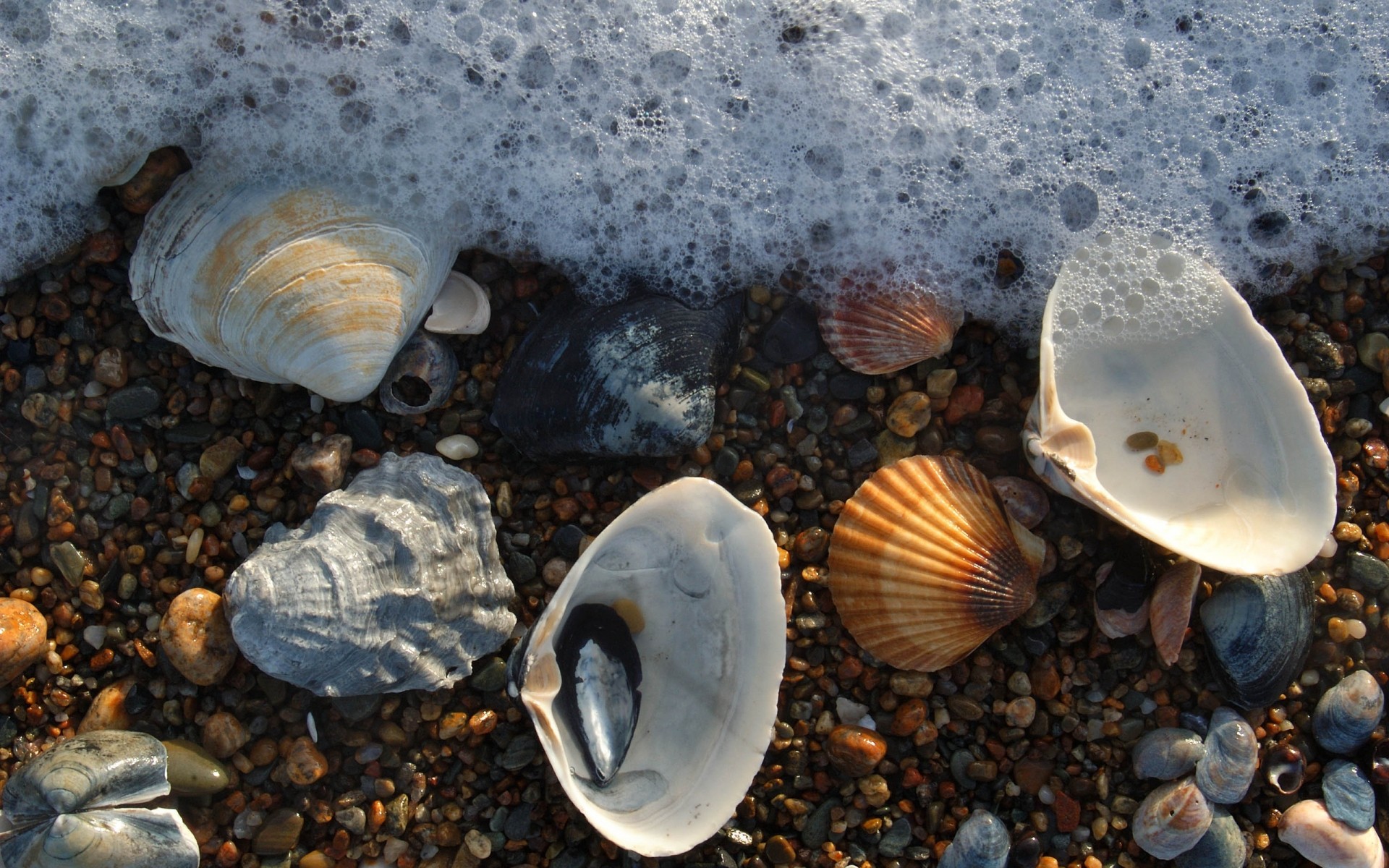 krajobrazy małże muszla muszle morze morze ryby ocean podwodny natura woda bezkręgowce rozgwiazda tropikalny plaża małże morze małża woda pulpit lato zdjęcie tło