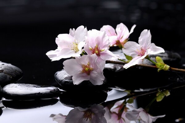 Delicate flowers with pinkish petals