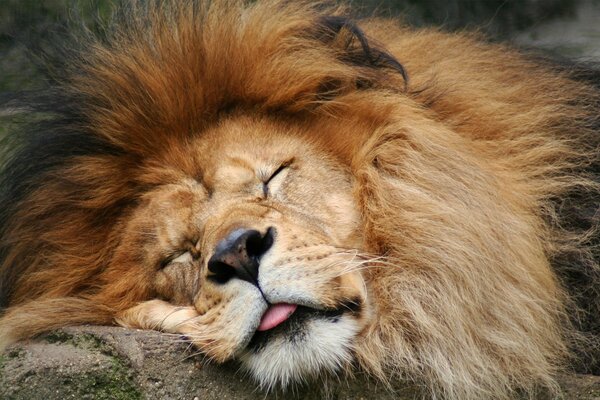 Der Löwe, der König der Tiere, ruht sich auf dem Stein aus