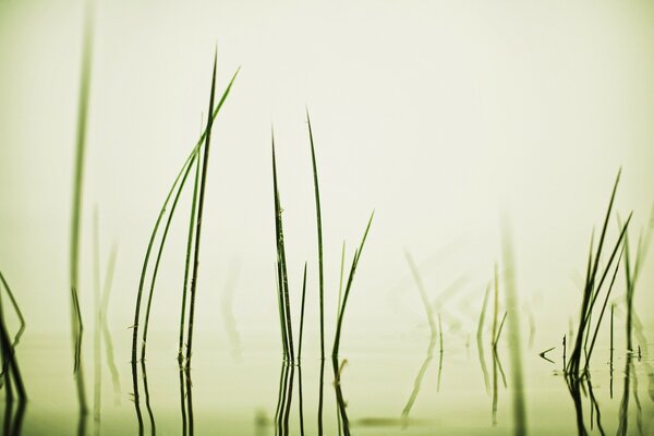 Lago en la niebla con vistas a la hierba