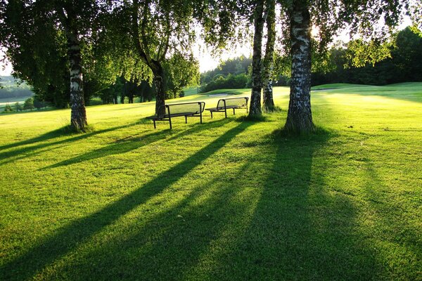 Birch grove. summer park with benches
