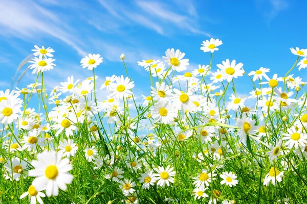 A field in romantic daisy flowers