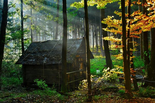 Imagem da folhagem de outono na floresta