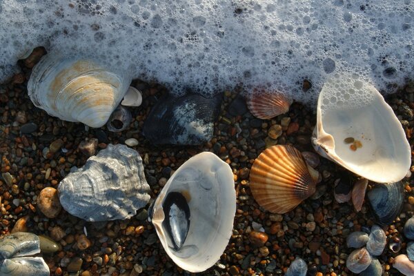 Schöne Muscheln am Strand Nahaufnahme