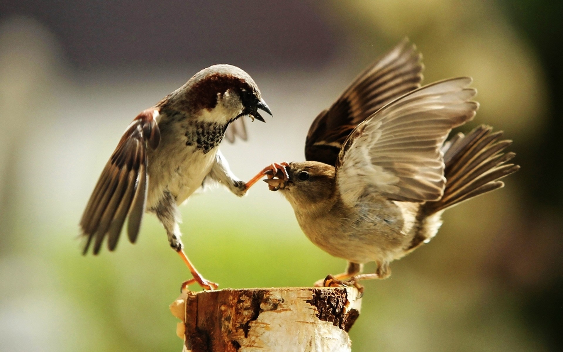 aves pássaro vida selvagem animal natureza avian bico selvagem ao ar livre asa pena pequeno voar cantora pardal voo observação de aves ornitologia sozinho engraçado animais foto