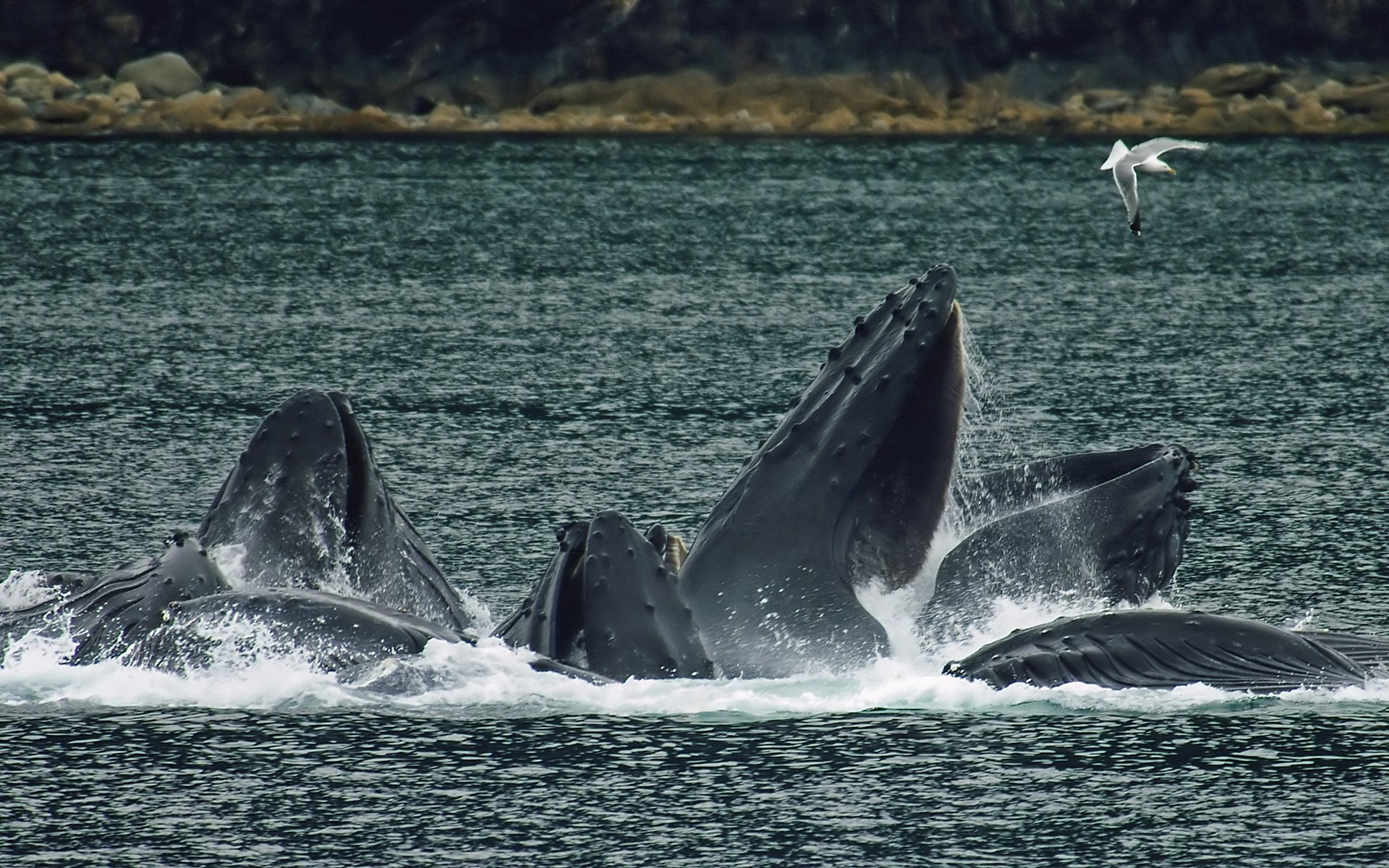 animales ballena soplador agua océano mar mamífero luz del día mar escarchado ballenas