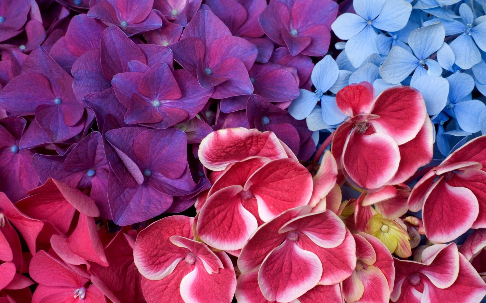 flores flor natureza flora floral pétala decoração verão jardim folha cor bonita brilhante blooming desktop