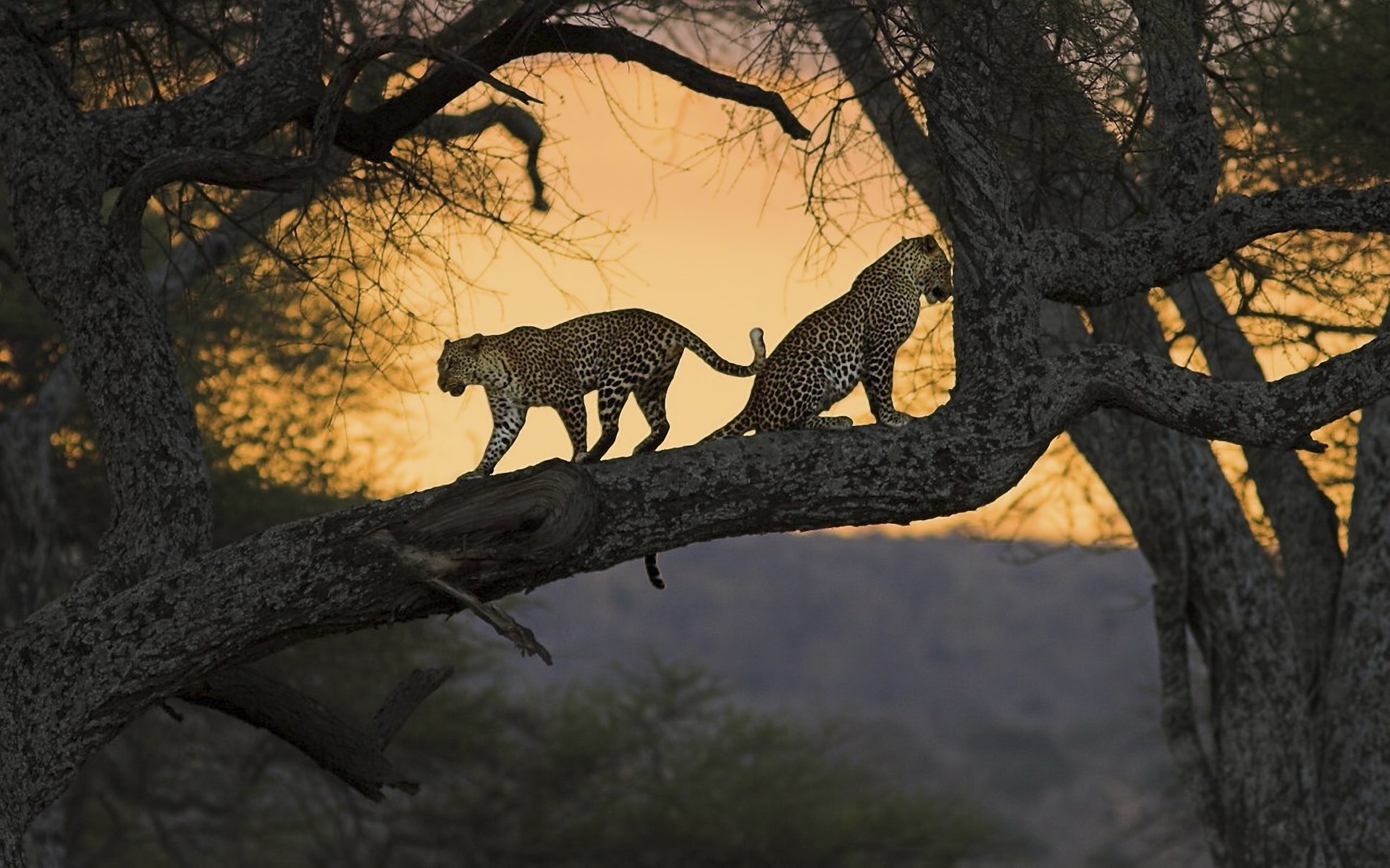 animals tree wildlife wood nature park mammal outdoors cat safari trunk environment animal jungle trees leopards