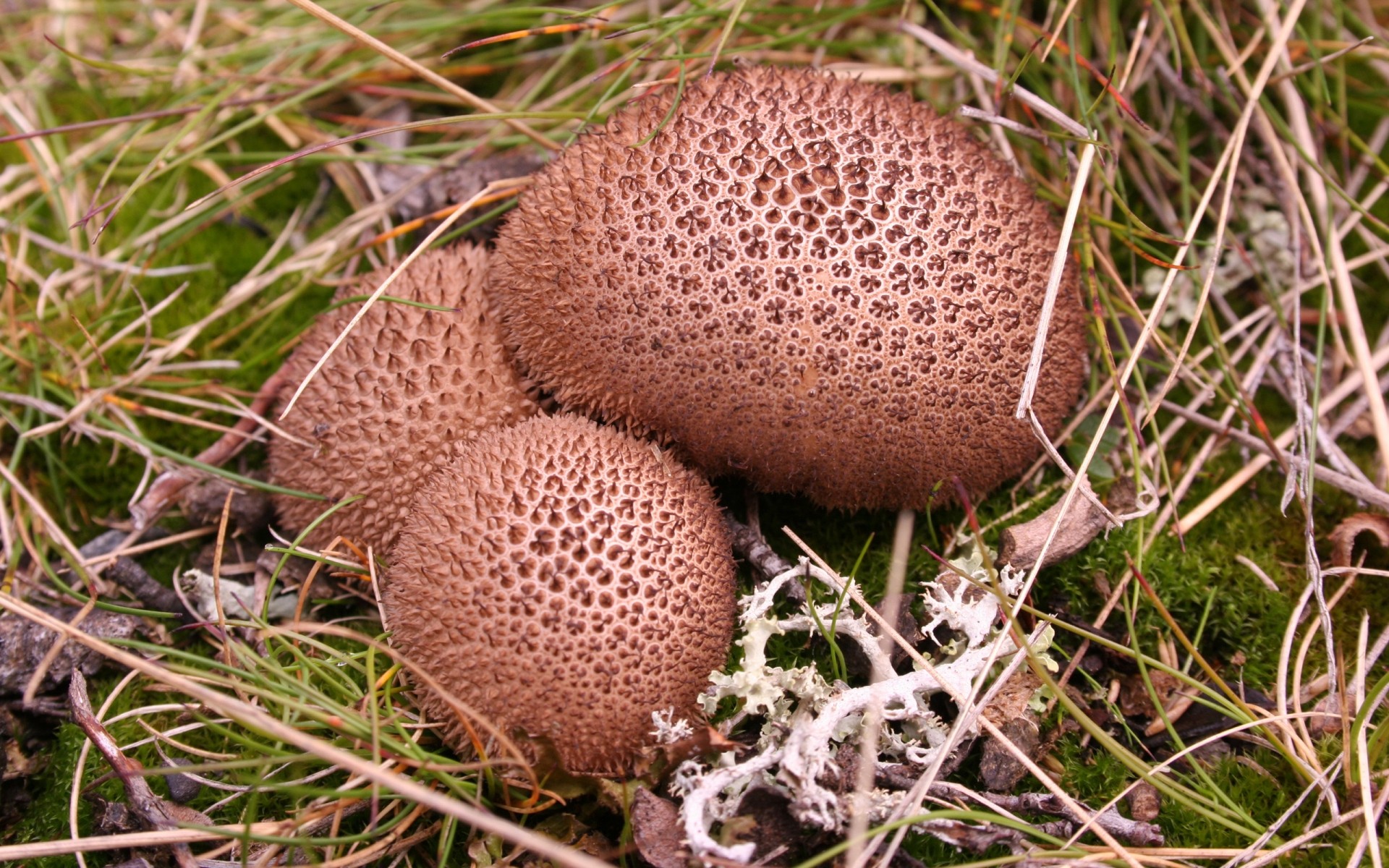 plants fungus mushroom food nature wood close-up desktop