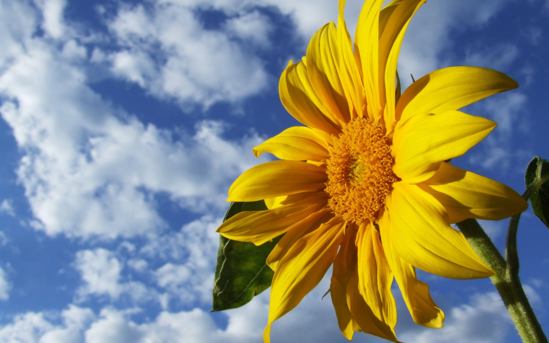 flowers nature summer bright flower flora fair weather color growth sun leaf outdoors season sunflower