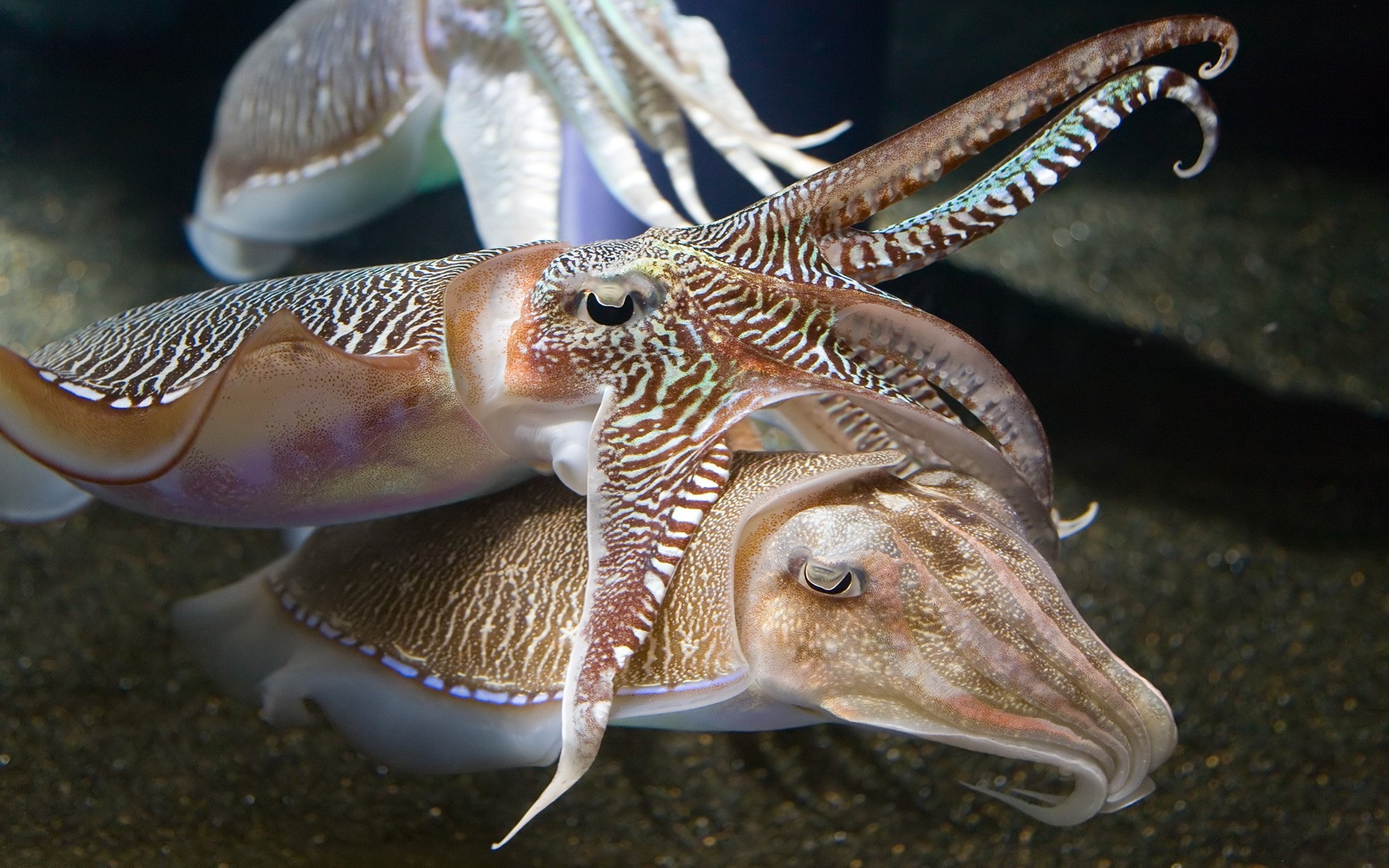 tiere fische unterwasser tierwelt tier wirbellose meer ozean natur schwimmen tropisch wasser ein marine muscheln tauchen tintenfische