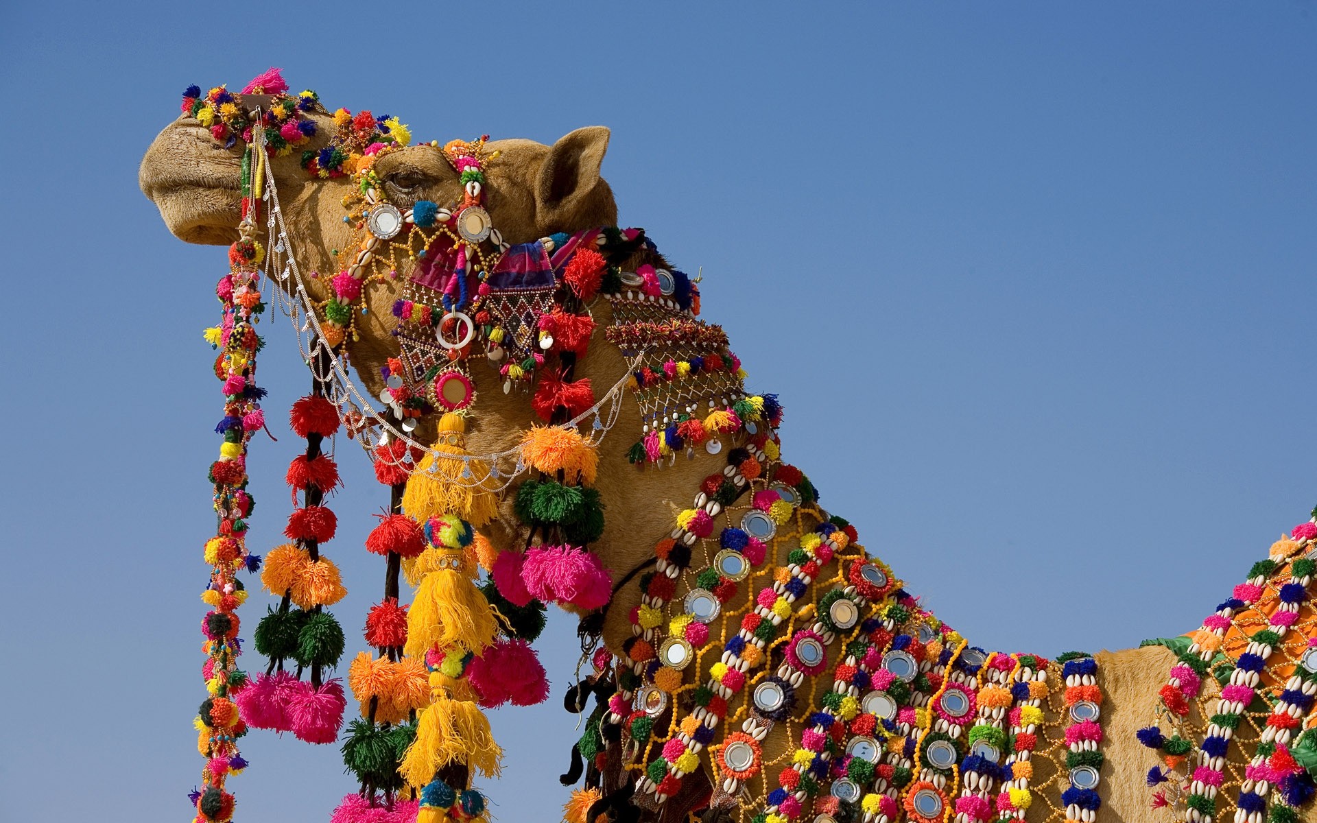 animaux festival décoration traditionnel religion art couleur sculpture ciel voyage culture lumineux vacances vacances chameau