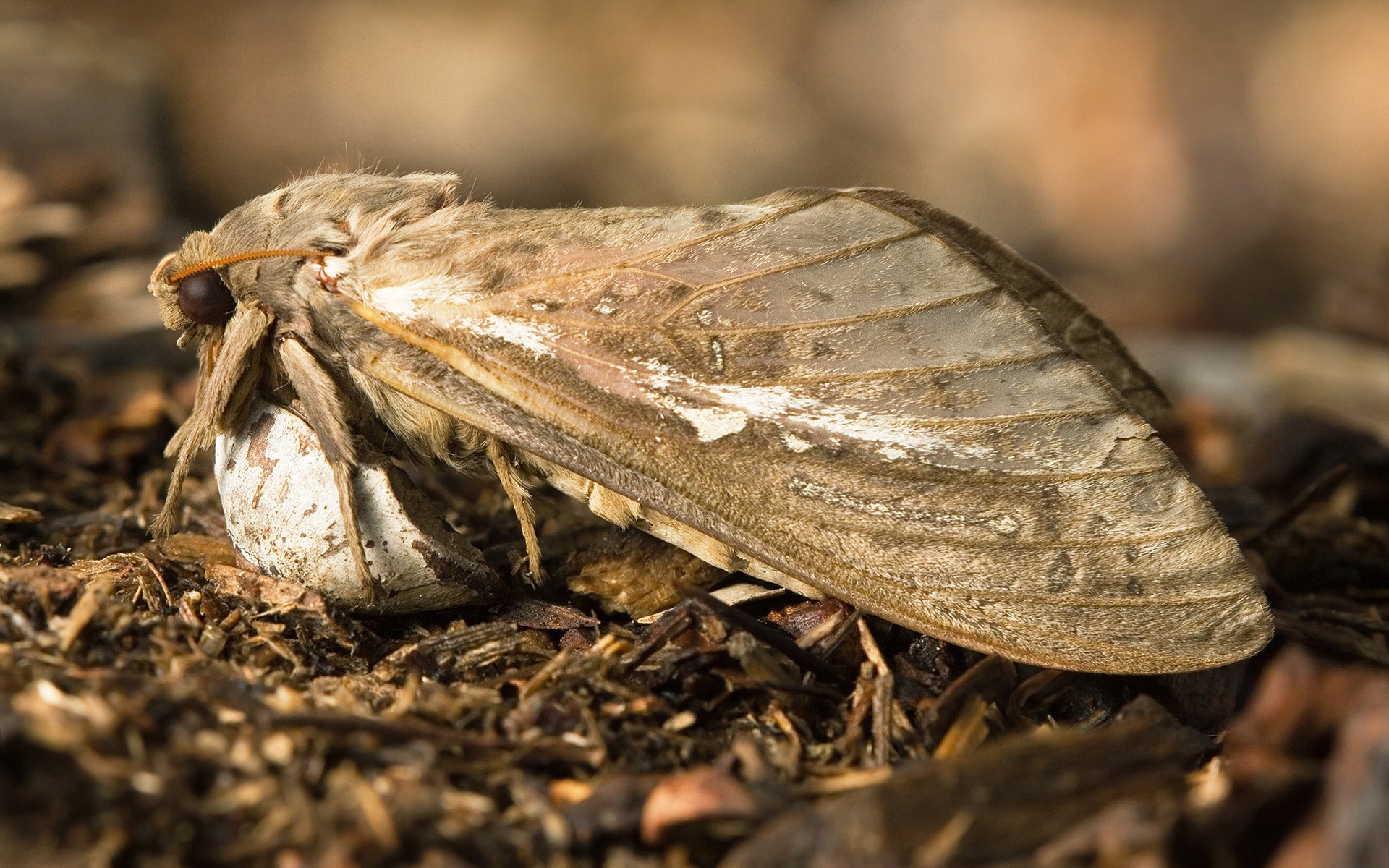 insects nature insect invertebrate close-up outdoors wood environment wildlife food little butterfly