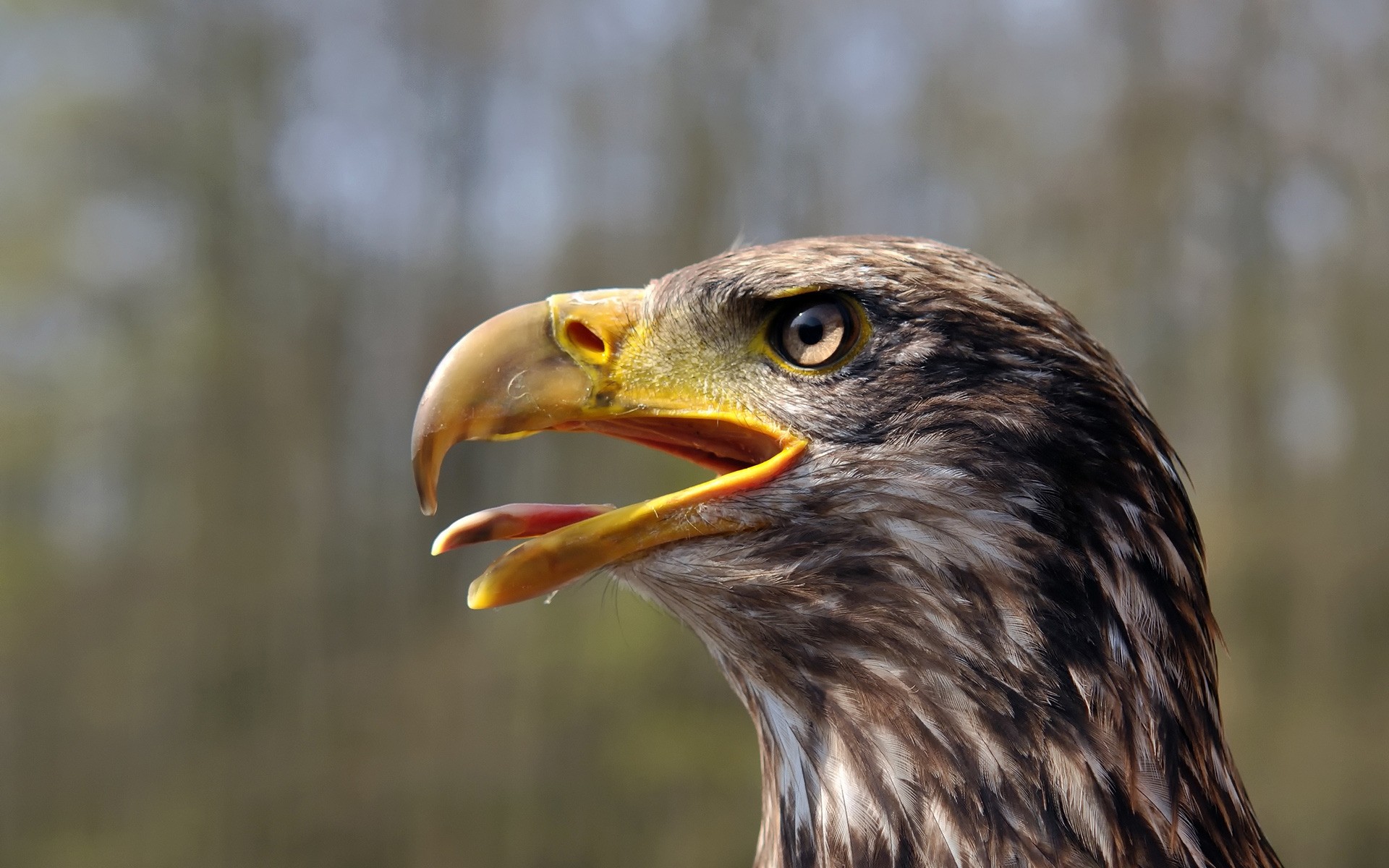 orzeł raptor ptak dzikiej przyrody hawk zdobycz sokół sokolnictwo łysy orzeł drapieżnik natura pióro dziób myśliwy zwierzę