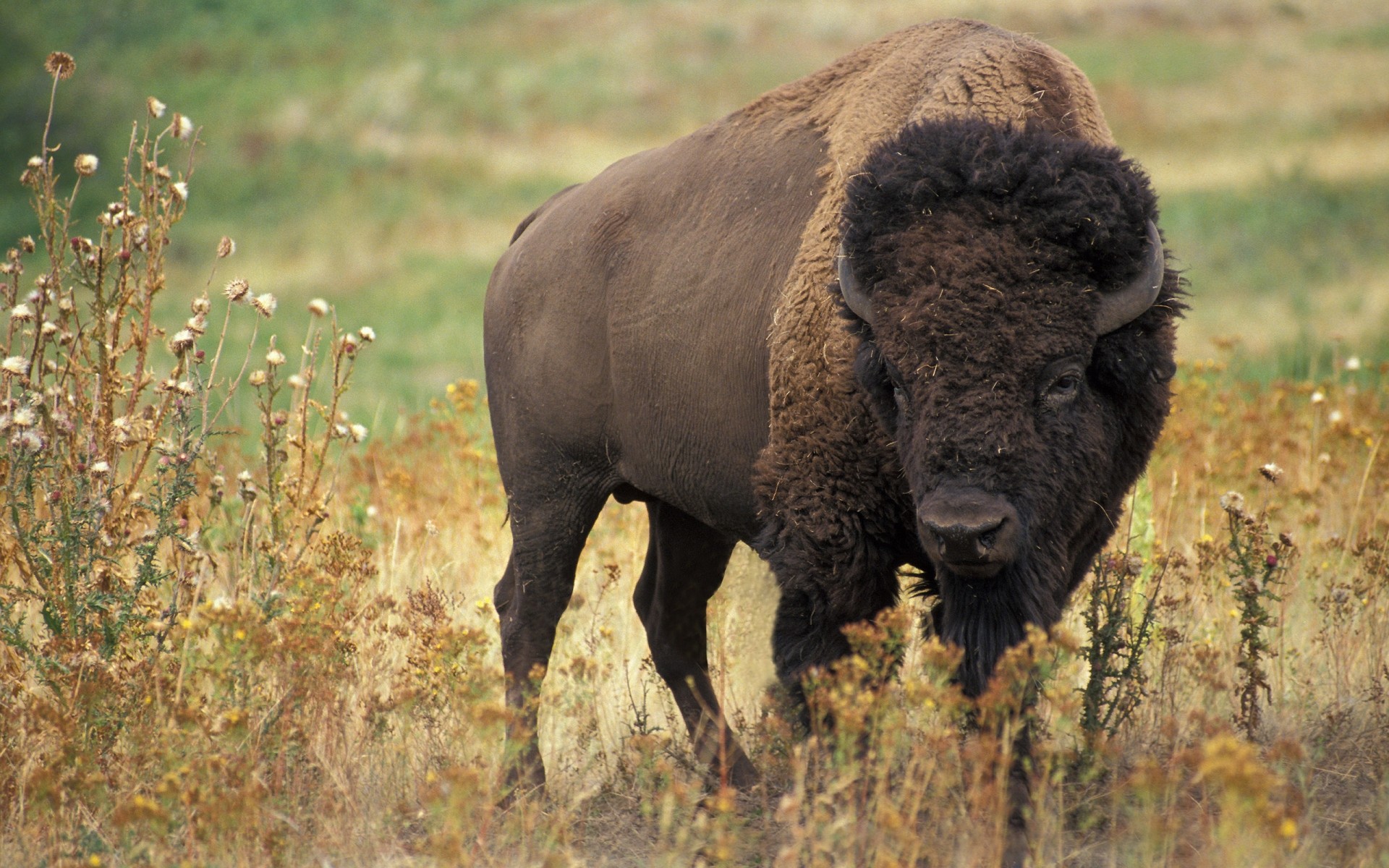 animales mamífero vida silvestre animal hierba naturaleza al aire libre pastizales salvaje búfalo bisonte