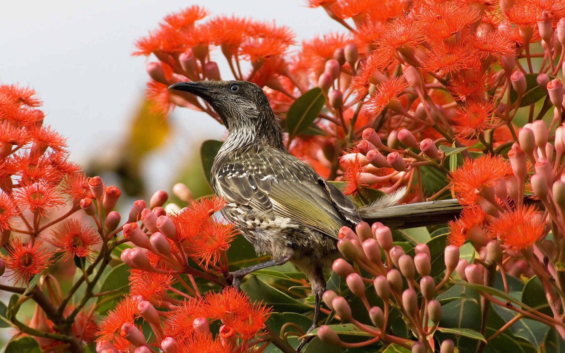 oiseaux nature fleur flore jardin couleur feuille arbre floral lumineux bluming gros plan saison belle sauvage été parc pétale lumineux tropical