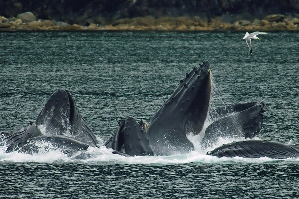 Baleines à bosse jouant sur la côte