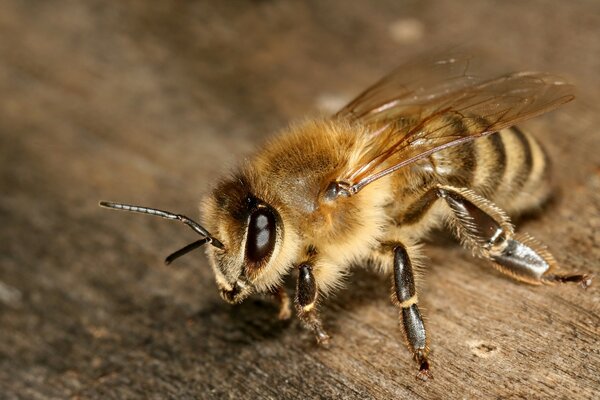 Um close-up de abelhas na mesa