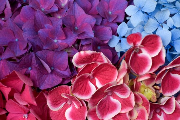 Multicolored flowers with a dense carpet