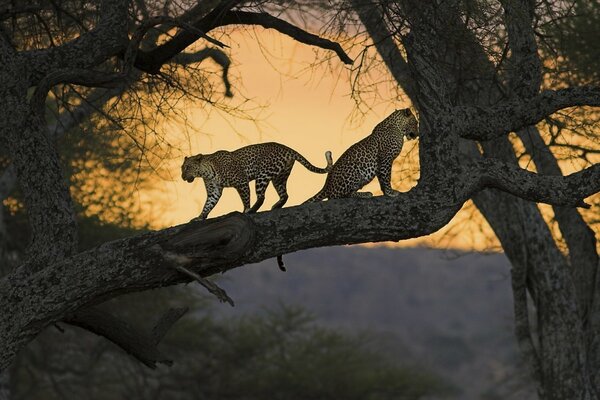 Wild cats are on a tree