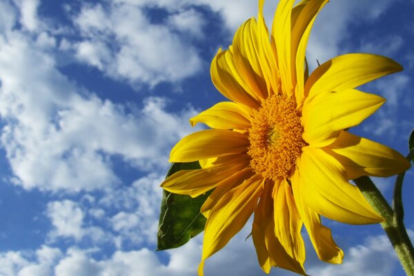 Yellow sunflower on the background of clouds