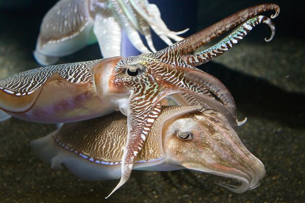 Mundo Marinho de peixes variegados