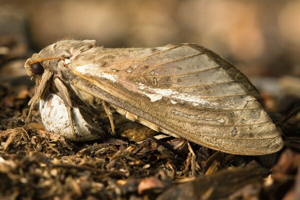 Invertebrate insect close-up