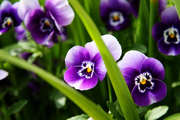 Purple flowers in green grass