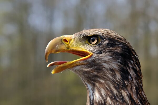 Aquila calva Giovanile