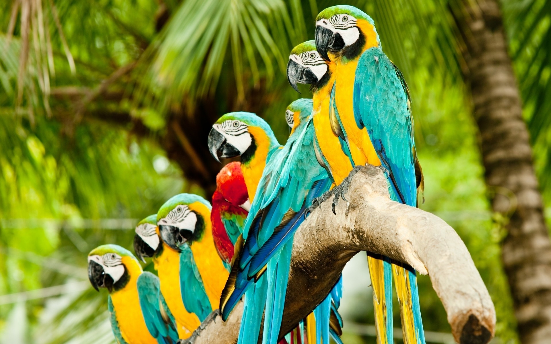 papagei tropisch tierwelt vogel dschungel zoo natur ara wild tier exotisch schnabel feder regenwald flügel tiere foto hintergrund