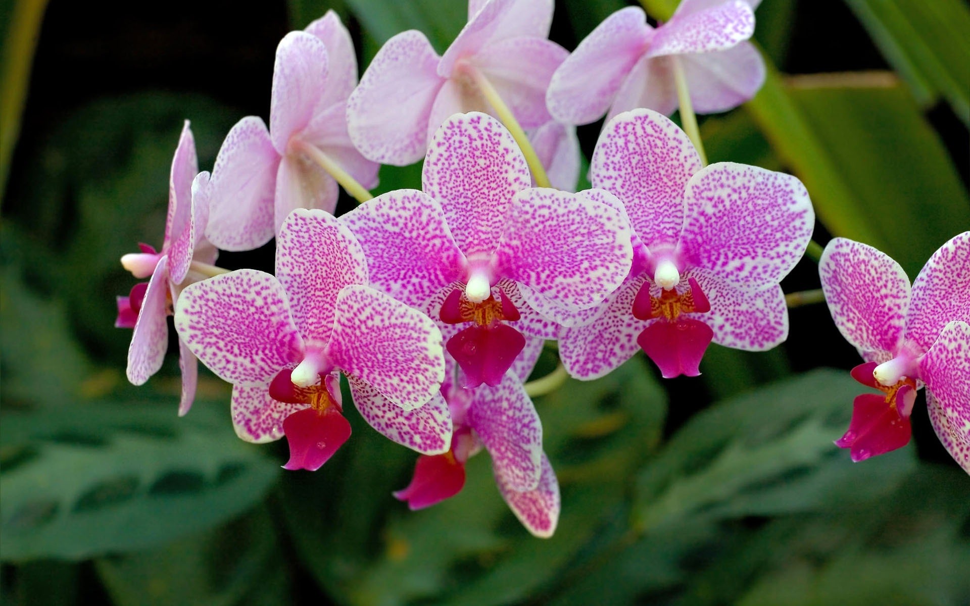 fleurs fleur tropical la nature flore exotique pétale bluming floral jardin botanique feuille belle phalaenopsis lumineux couleur cosse orchidée élégant branche